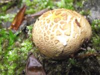 Dickschaliger Kartoffelbovist